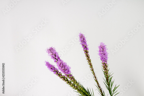 Magenta, purple, violet, Liatris flower on isolated white background.
