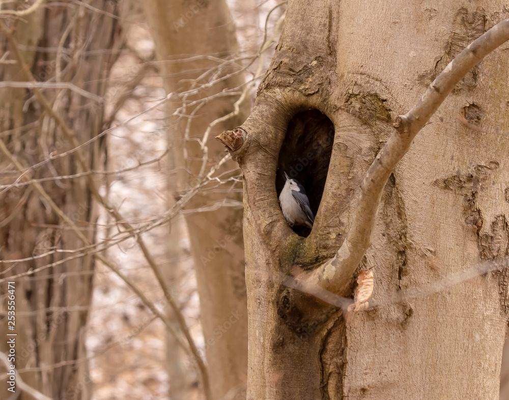 Naklejka premium Looking to leave the tree