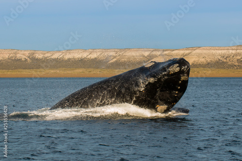 Whale jumping in Peninsula Valdes,jumping near puerto madryn, Patagonia, Argentina