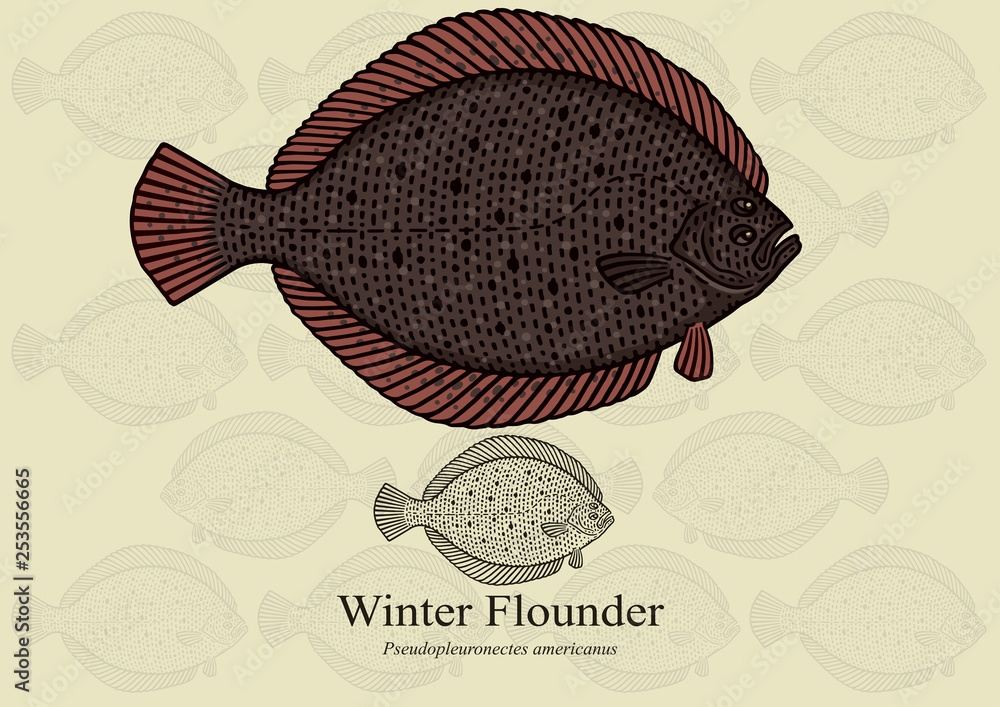 Vetor de Winter Flounder. Vector illustration with refined details and
