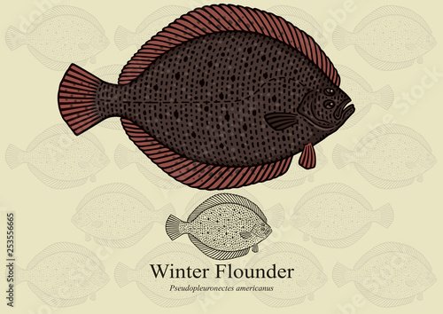 Winter Flounder. Vector illustration with refined details and optimized stroke that allows the image to be used in small sizes (in packaging design, decoration, educational graphics, etc.)