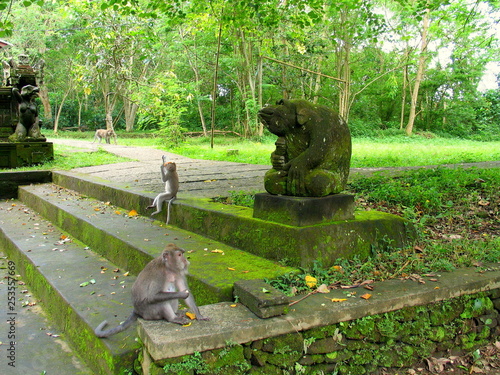 Monkey in Ubub. Bali. Indonesia