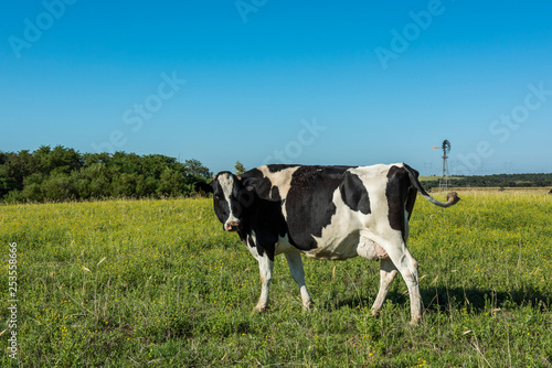 Dairy cow  fed on natural grass in the Argentine Pampas