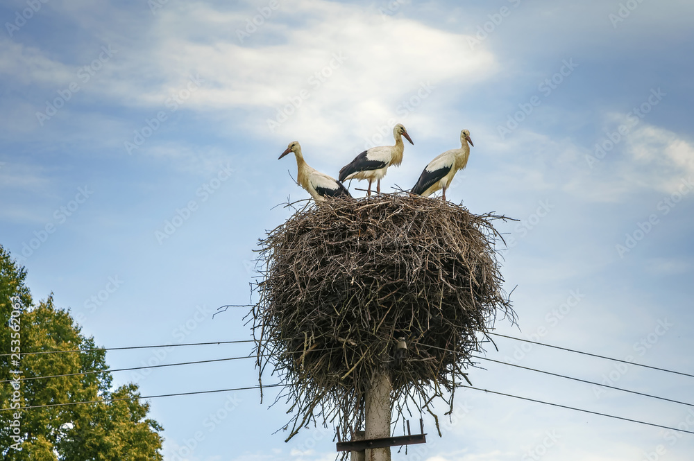 Fototapeta premium Storks in the nest