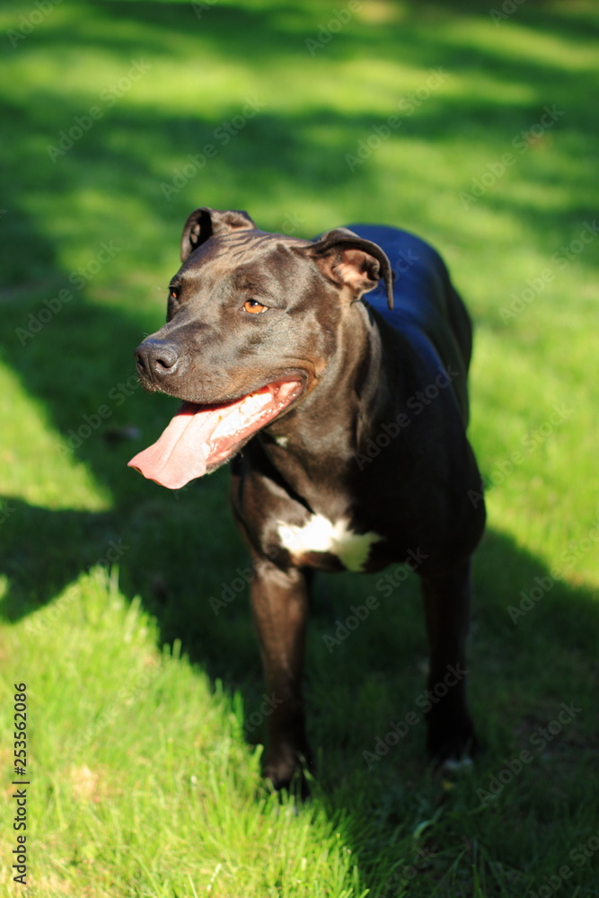 American Staffordshire Terrier American Staffordshire Terrier