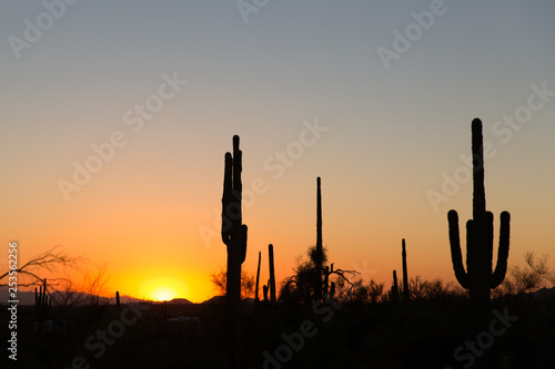 Lost Dutchman State Park nahe Phoenix in Arizona, USA © Sylvia Bentele