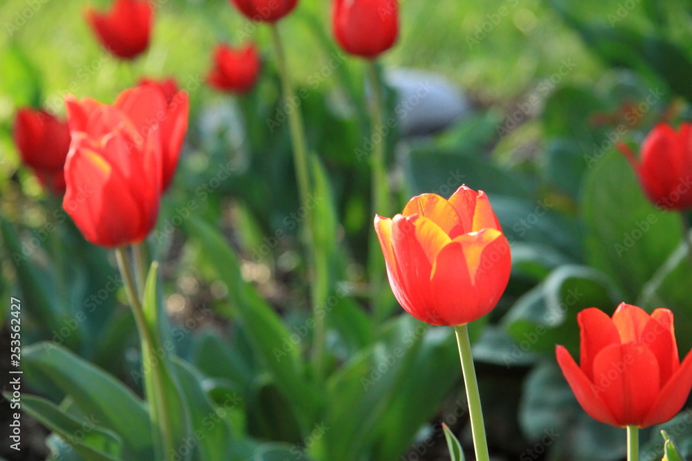 Tulipany Tulipany