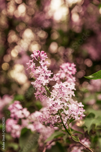 A branch of lilac with pink flowers in the spring. Morning light. © Eno1