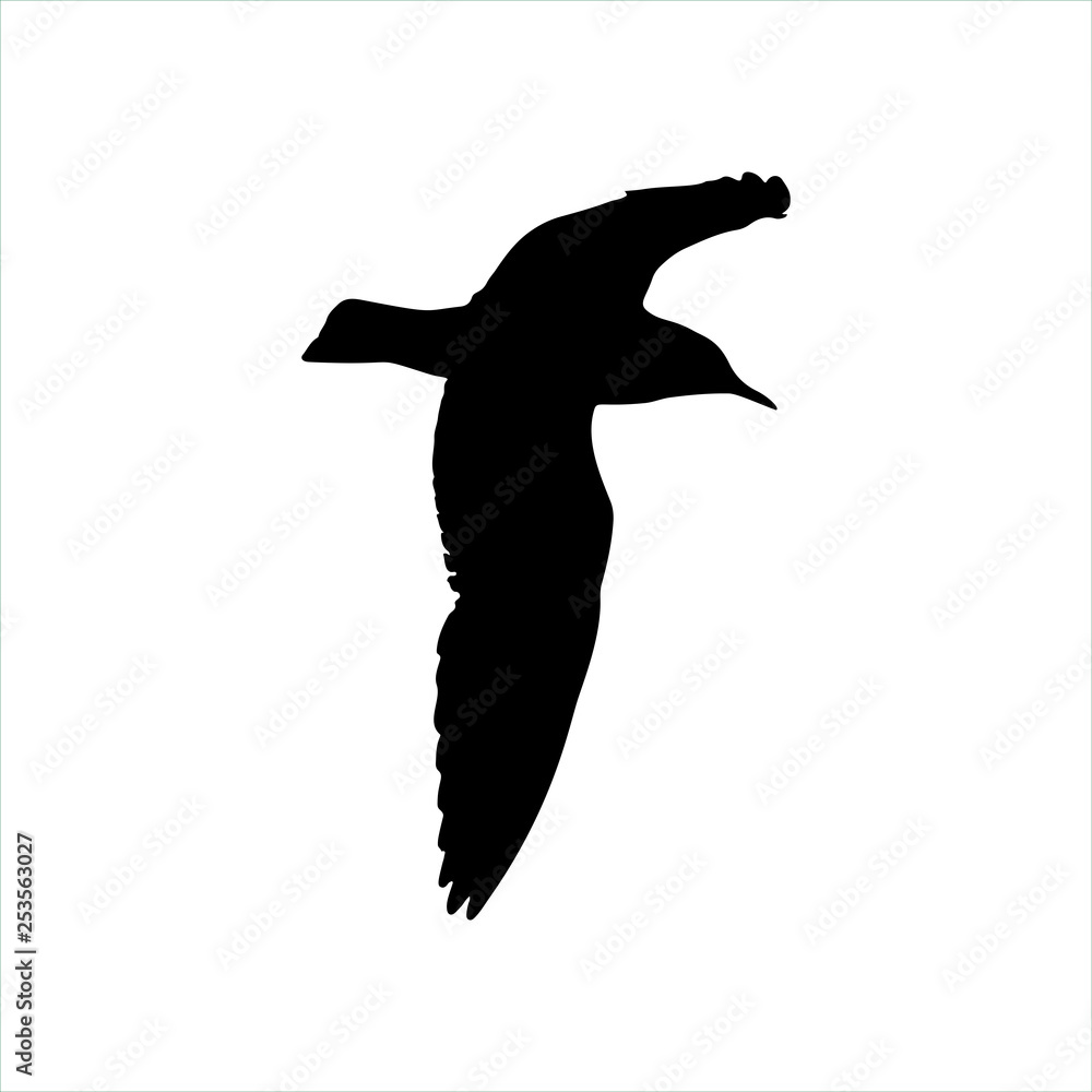 Flying Seagull Bird black silhouette isolated on white background Flying Seagull Bird black silhouette isolated on white background