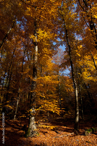 Autumn  Beech Trees