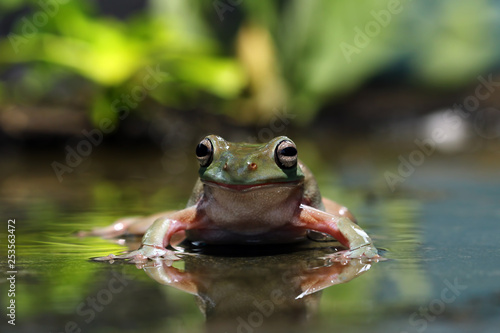 Dumpy frog reflections in water, Tree frog © Agus Gatam