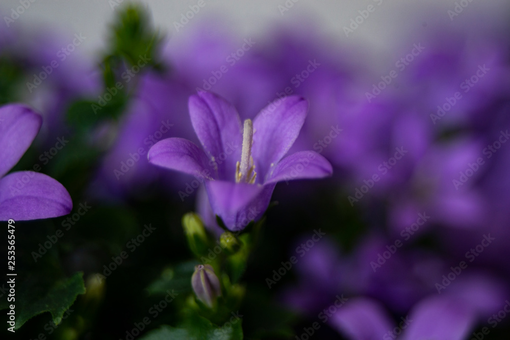 campanula campanula