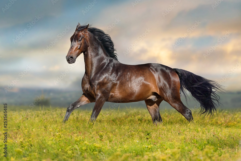 Bay stallion run free on spring meadow Bay stallion run free on spring meadow