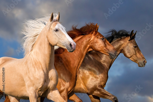 Three beautiful horse portrait in motion against sky