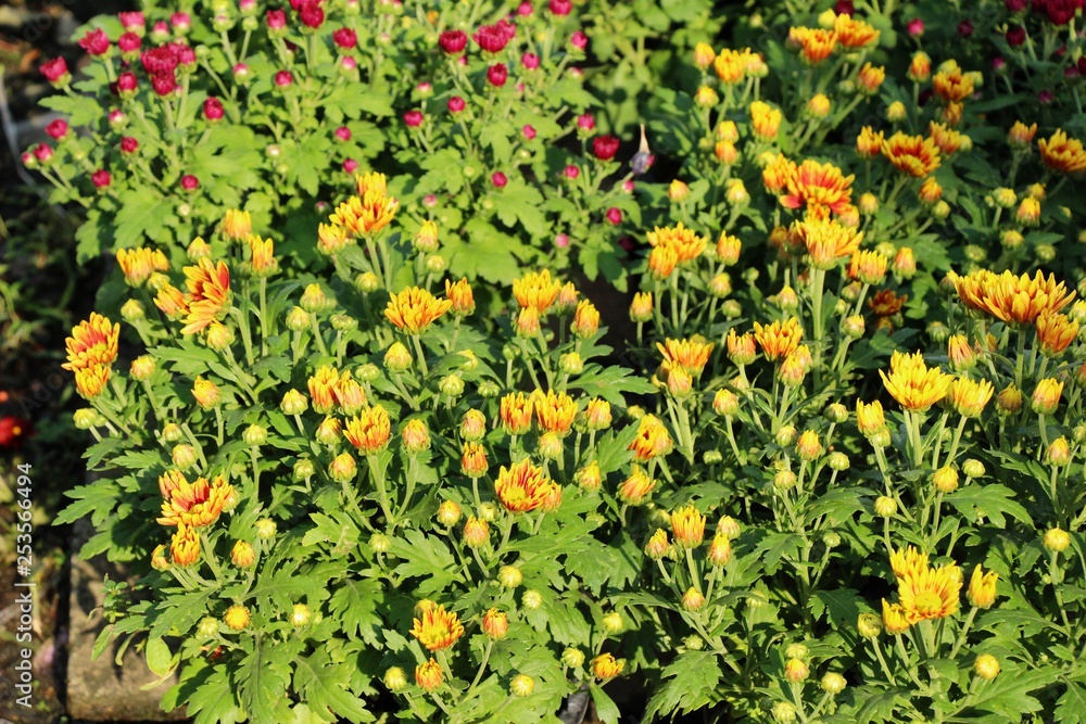 Chrysanthemums flower is beautiful in the garden Chrysanthemums flower is beautiful in the garden