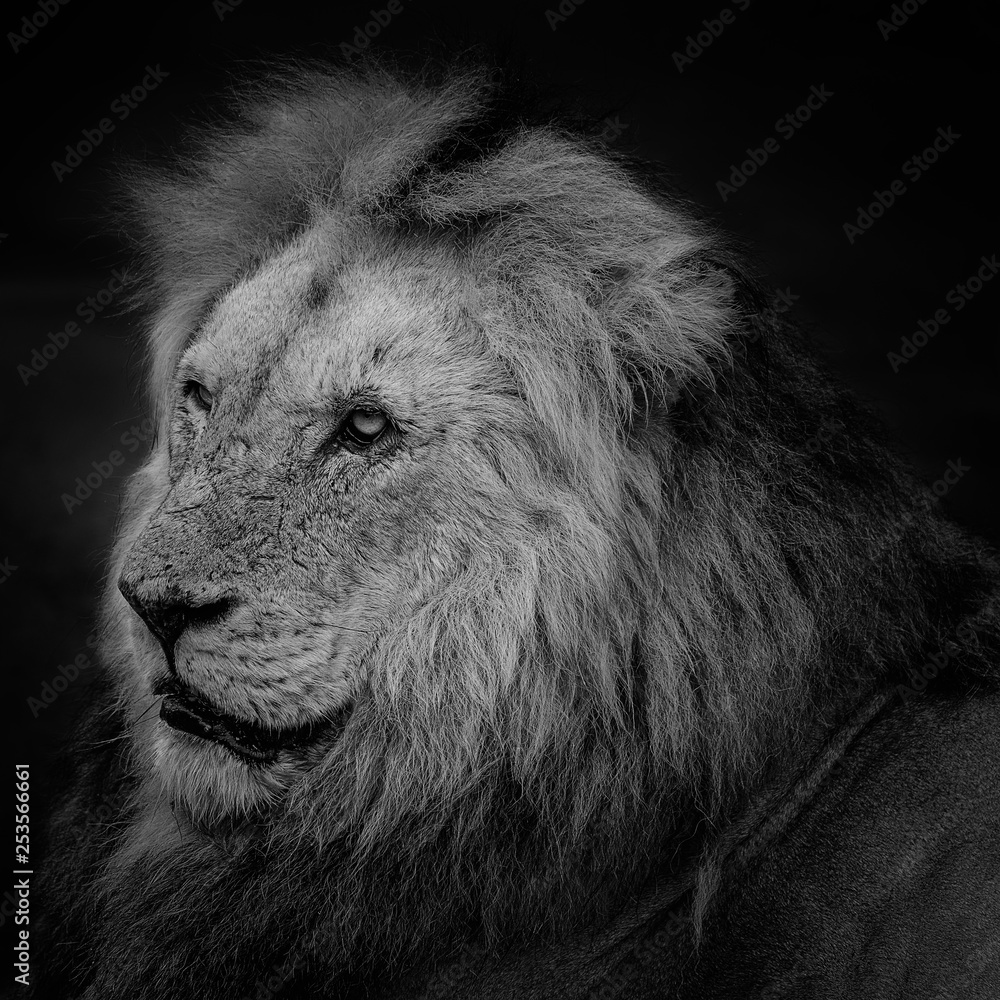 König der Tiere Kruger