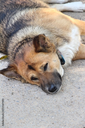 Brown dog cute is sleeping on ground