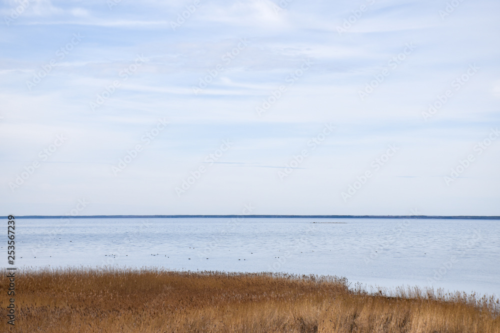 Seascape with reeds by the coast