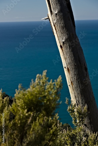 Still life in the sea of the Cinque Terre. A dead tree trunk against the backdrop of the Ligurian Sea at the Cinque Terre.