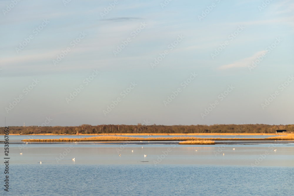 Beautiful calm bay with reeds and birds