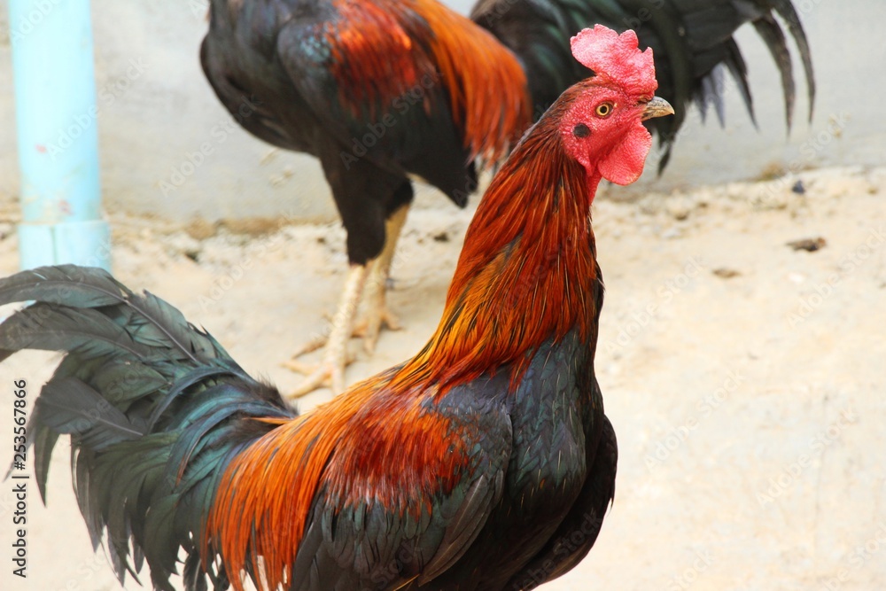 Fighting cock with the nature in garden Fighting cock with the nature in garden