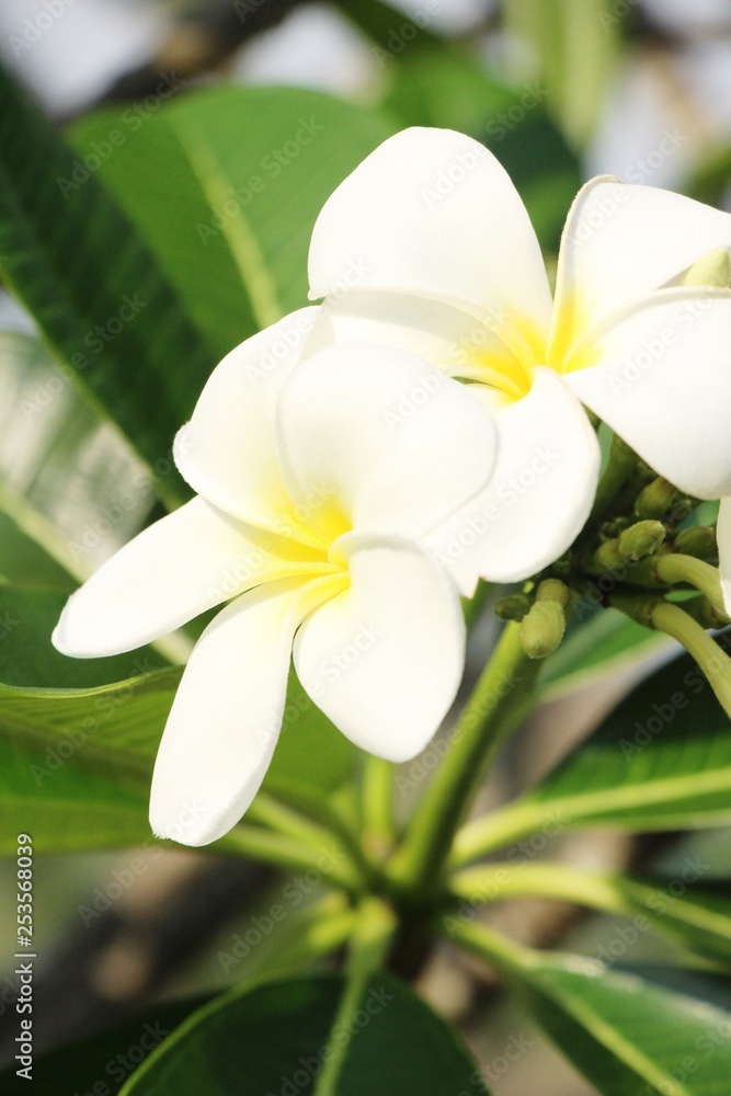 Plumeria flower with beautiful in the nature Plumeria flower with beautiful in the nature