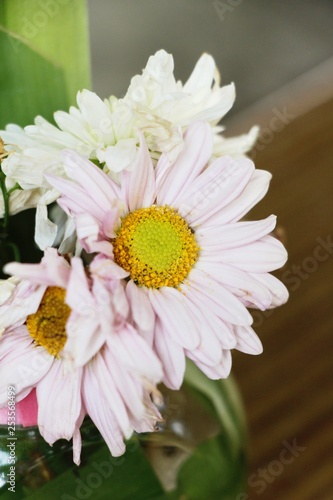 Chrysanthemums flower is beautiful in the garden