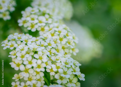 Blooming spirea on a spring