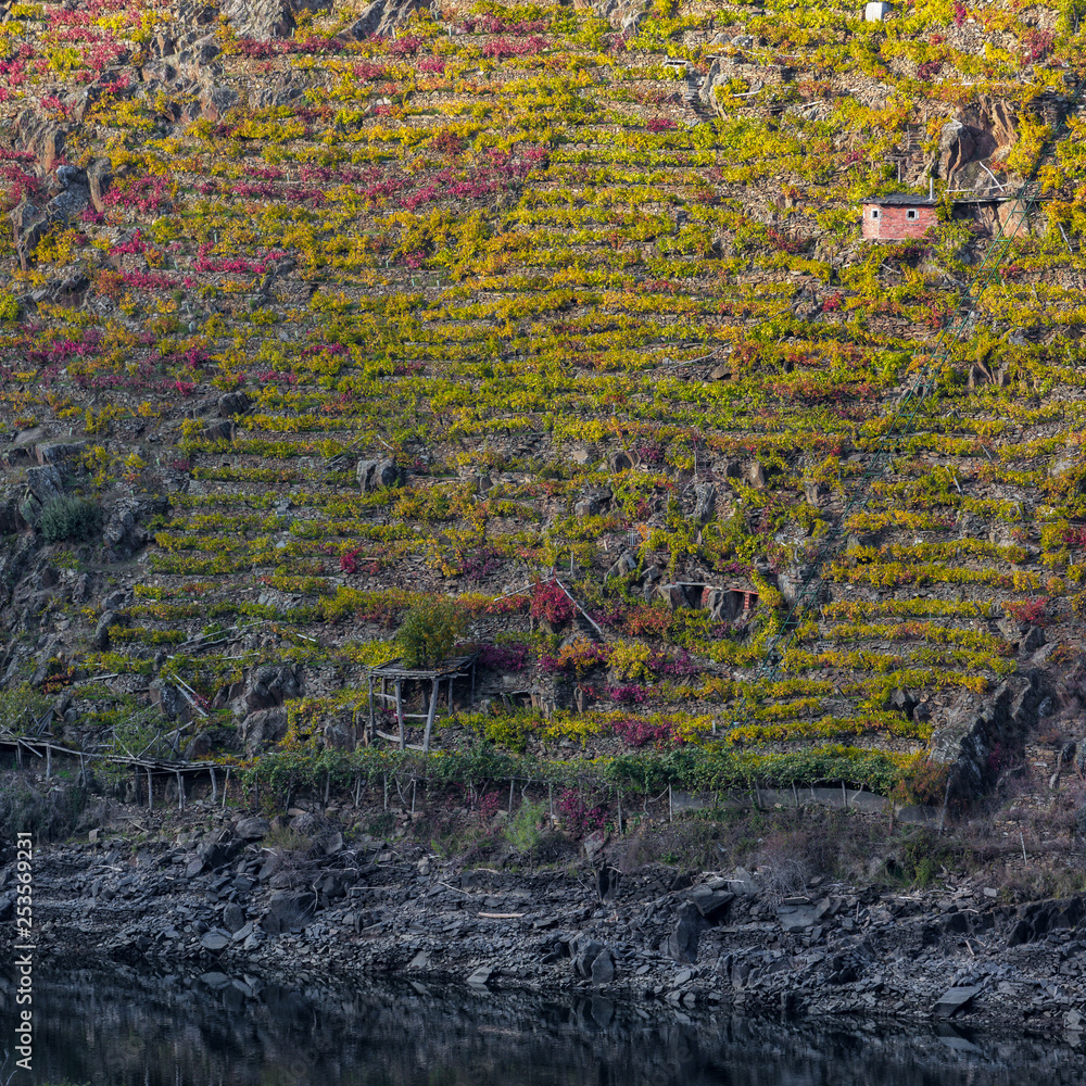 Ancient terraced vineyards on the rock cliffs of the canyon