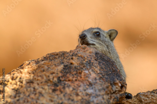 Common Rock Hyrax - Procavia capensis, small mammal from African hillls and mountains, Namibia.