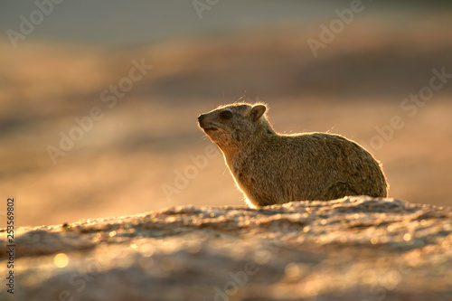 Common Rock Hyrax - Procavia capensis, small mammal from African hillls and mountains, Namibia.