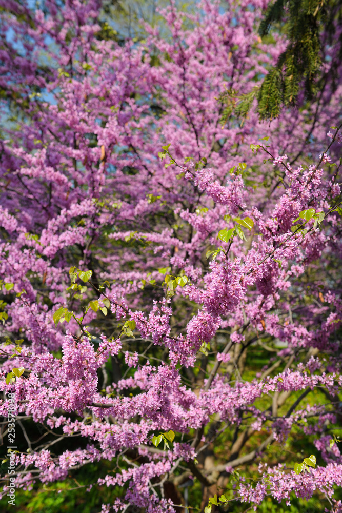 Pink flowers of Eastern Redbud tree emerge before leaves in Spring at Dominion Arboretum on Dow's Lake Ottawa Canada