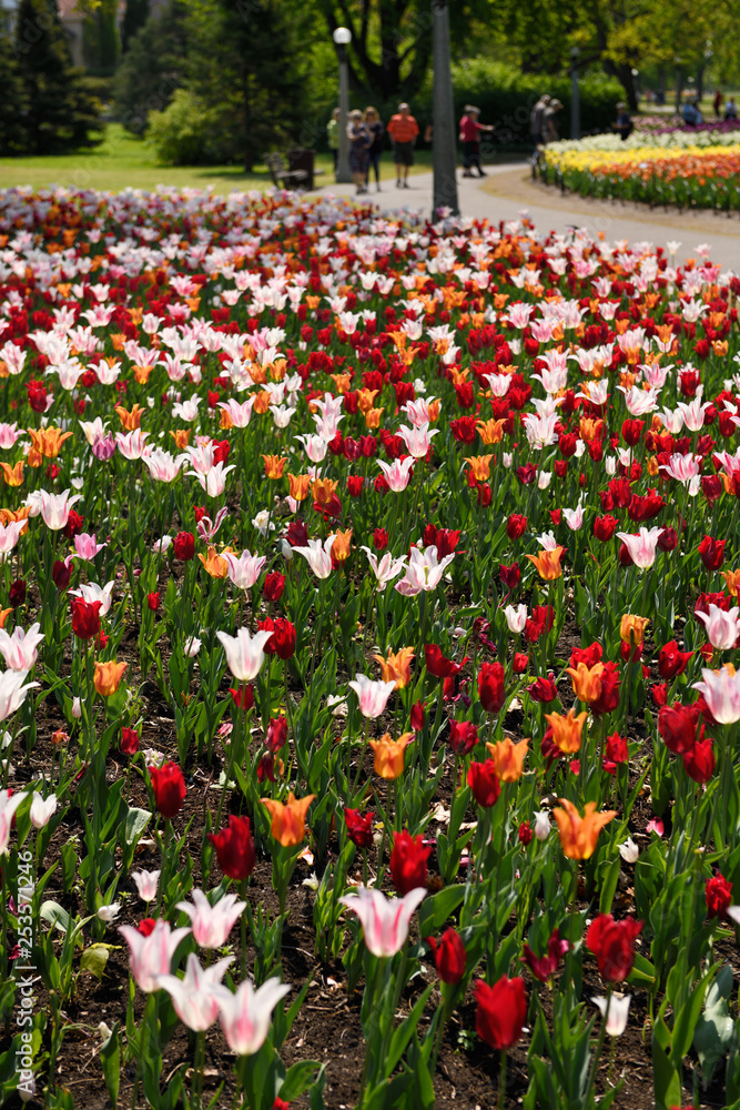 Red Pretty Woman and white striped Marilyn and orange Ballerina tulips at Canadian Tulip Festival Commissioners Park Ottawa Canada