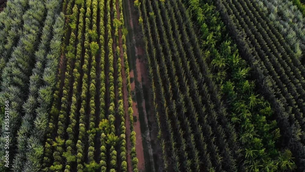 Aerial top view panning of a tree field garden centre with lots of different trees and species in the middle of Spain in a rural area in Lleida.