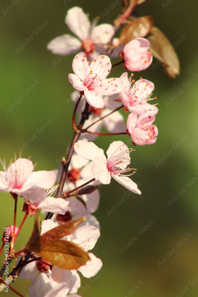 Obraz premium Pink Blossom