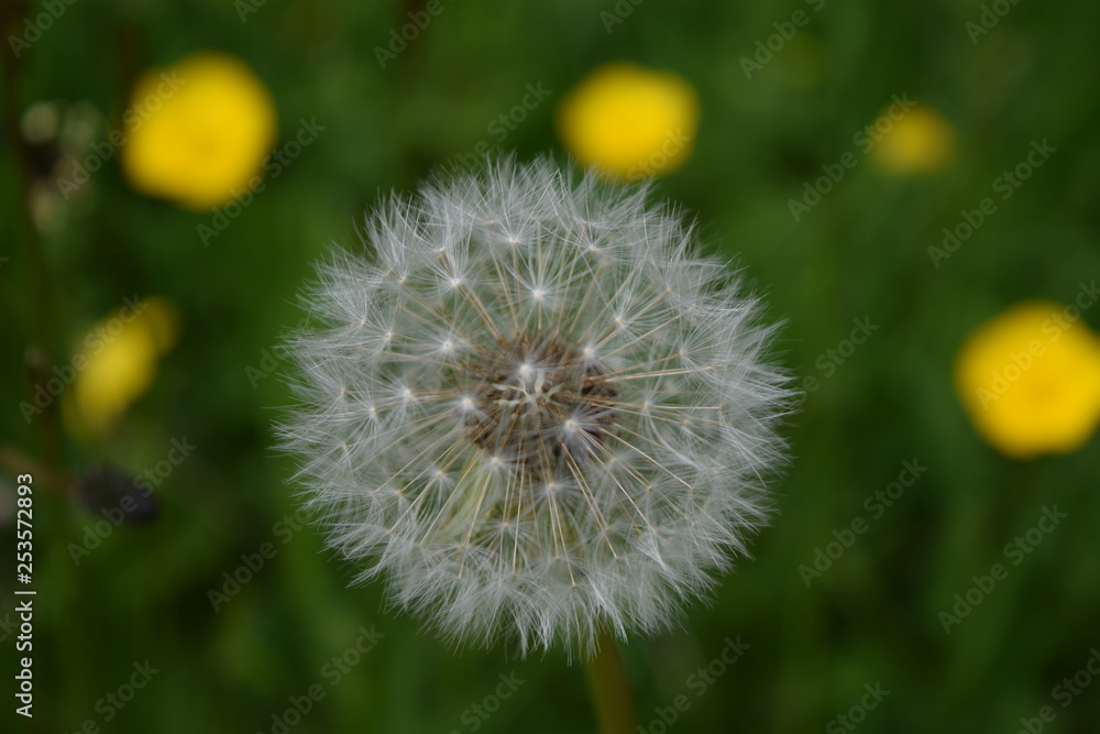 Fototapeta premium Dandelion
