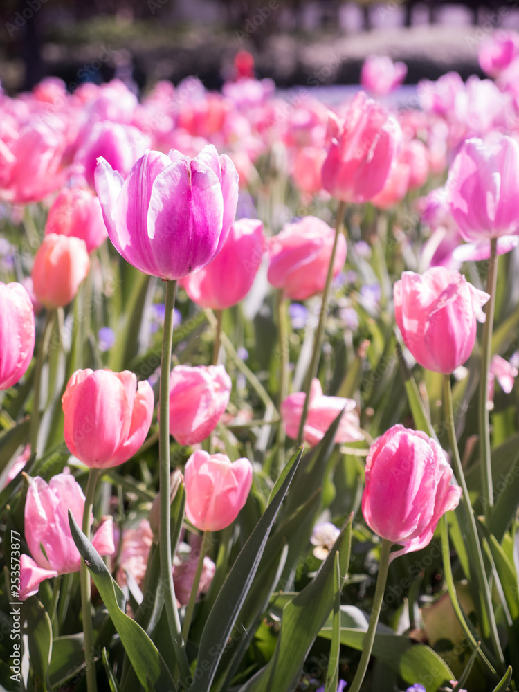 Fototapeta premium Tulips