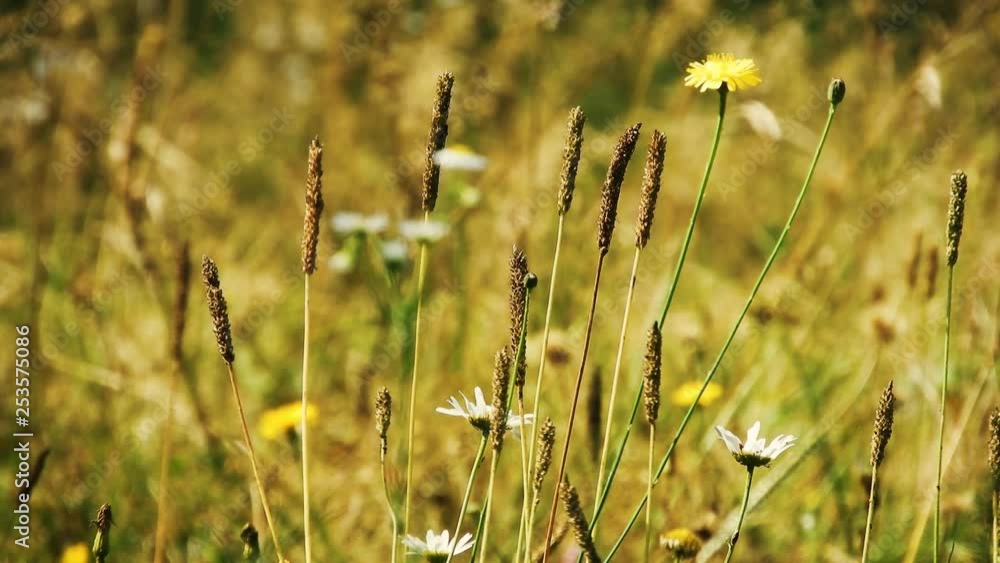 wind through grass and flowers on a spring day wind through grass and flowers on a spring day