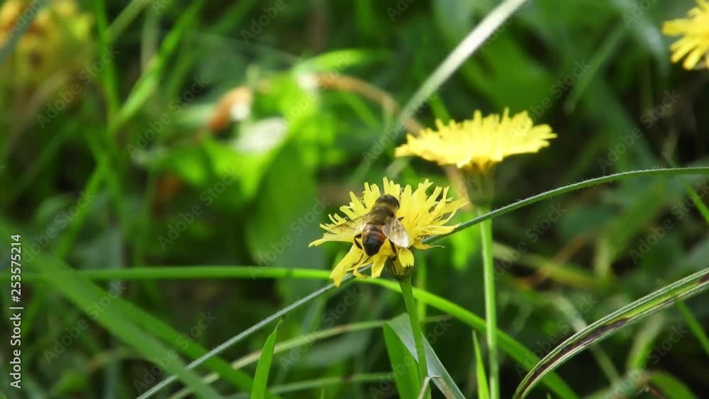 Bee collecting pollen on a windy spring day Bee collecting pollen on a windy spring day