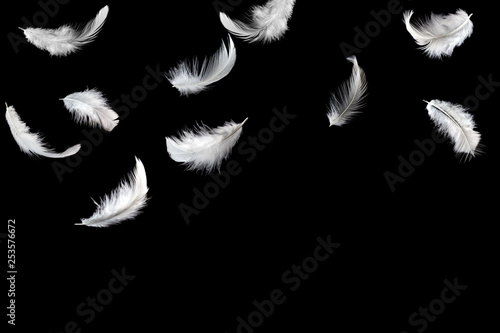 White feathers falling on black background. Down swan feathers