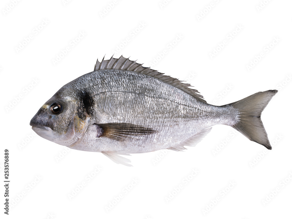 dorado fish isolated on white dorado fish isolated on white