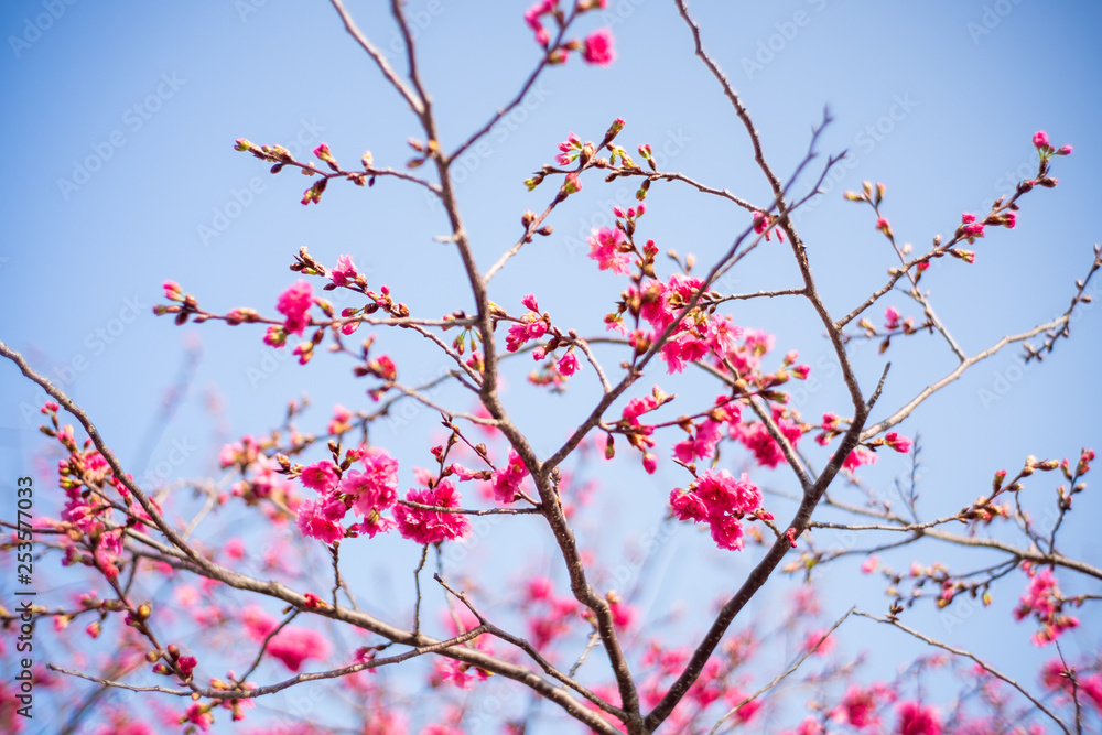 Cherry blossom in Tai'an, Miaoli, Taiwan Cherry blossom in Tai'an, Miaoli, Taiwan