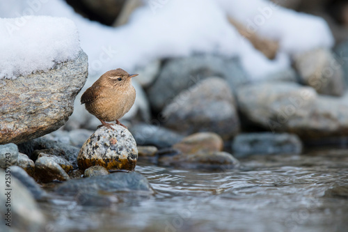 Zaunkönig (Troglodytes troglodytes) sitzt auf Stein in winterlichem Bach