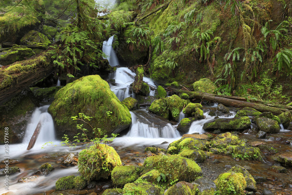 Obraz premium Olympic National Park, WA, USA. 