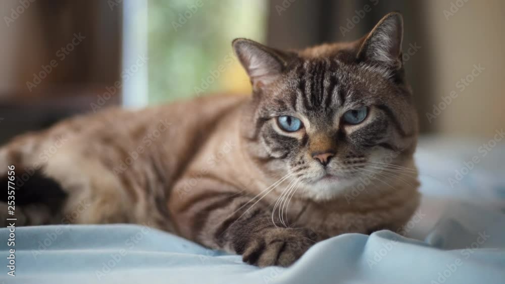 Camera Pedestals Upward to Lazy Half Breed Lynx Ragdoll Cat Resting on Cozy Bedsheets Camera Pedestals Upward to Lazy Half Breed Lynx Ragdoll Cat Resting on Cozy Bedsheets