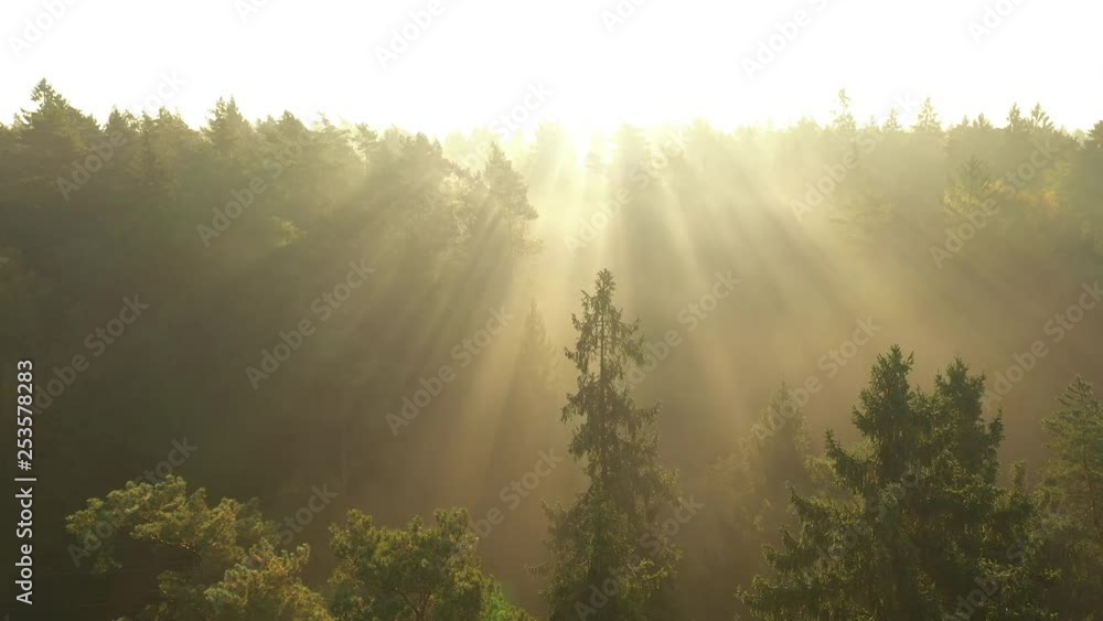 Drone aerial view of forest in early morning. Strong autumn fog, sunrise moment. Drone aerial view of forest in early morning. Strong autumn fog, sunrise moment.