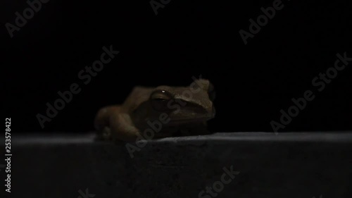 Animal Polypedates leucomystax Sleep on the wood white color with background black color.  photo