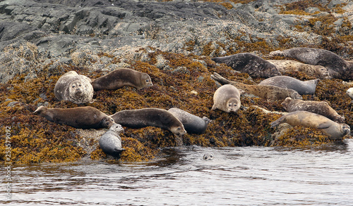 Pacific Seals