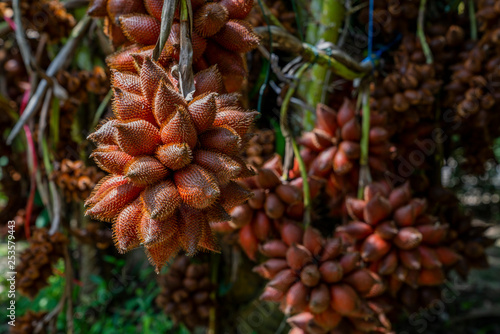 Fresh ripe red salak or shake fruit. Salacca zalacca - exotic tropical fruits. 