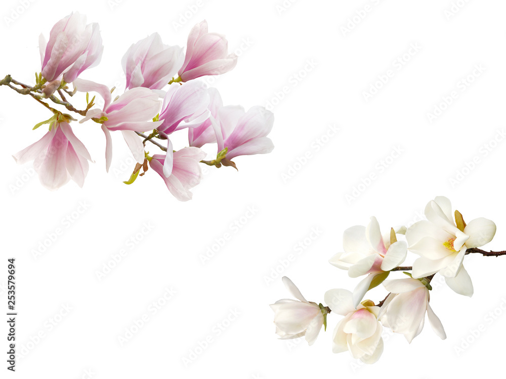 Fototapeta premium Blooming magnolia flower isolated on white background.